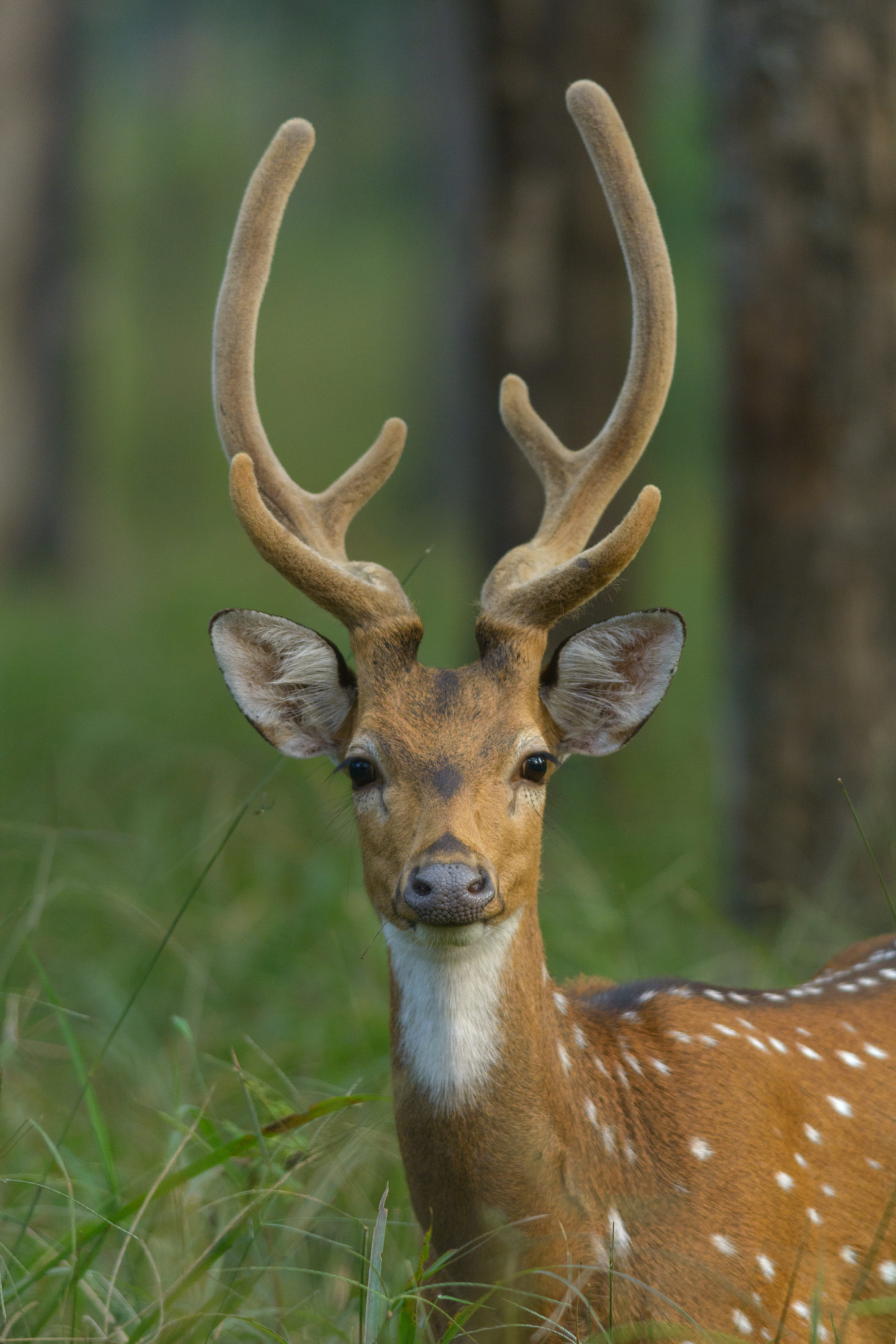 Photo from Tiger Trail India: 8-Day Safari Across Kanha, Pench & Tadoba safari tour